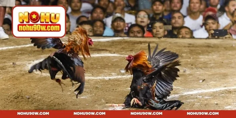 Đá gà 4K - Mang tới trải nghiệm chọi kê sắc nét đỉnh cao